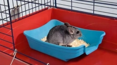 Jak uczyć szynszyli do toalety